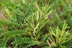 Entada arenaria subsp. arenaria