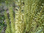 Entada arenaria subsp. arenaria