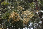 Erythrophleum africanum