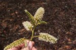 Erythrophleum africanum