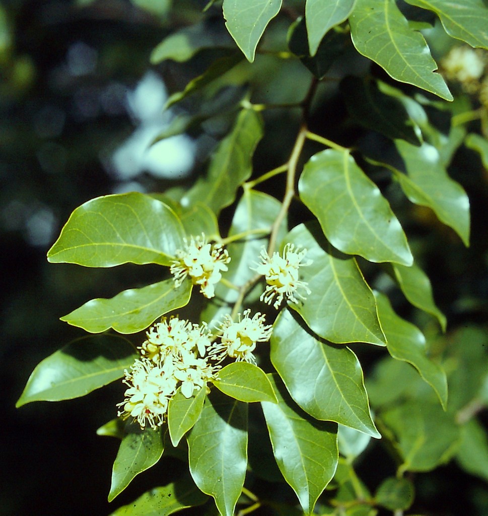 Guibourtia coleosperma