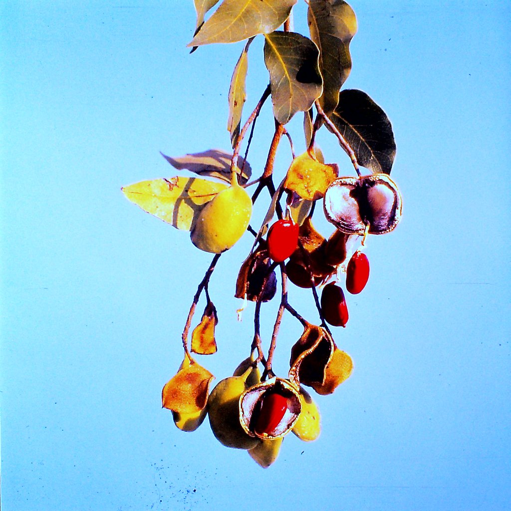 Guibourtia coleosperma