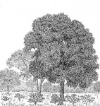 Guibourtia coleosperma