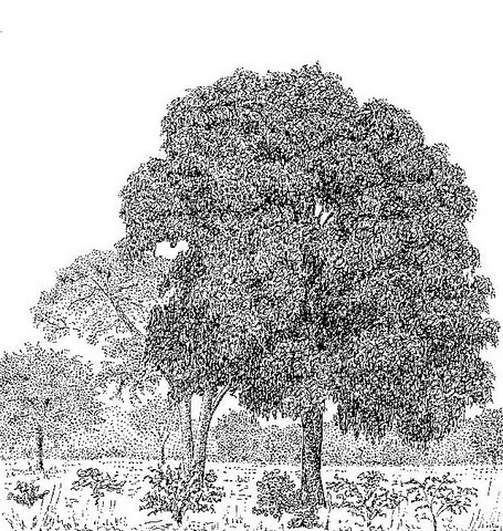 Guibourtia coleosperma