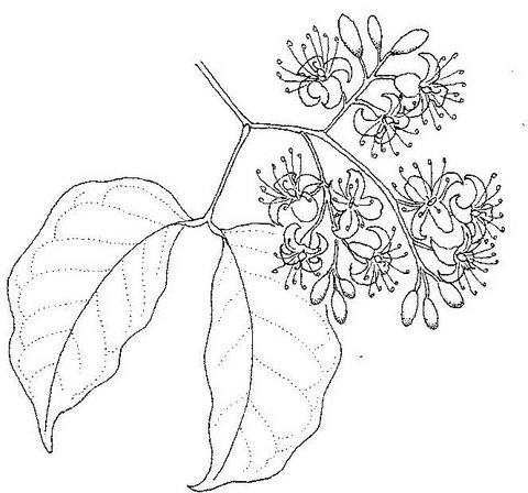 Guibourtia coleosperma