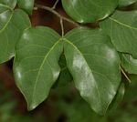 Guibourtia coleosperma