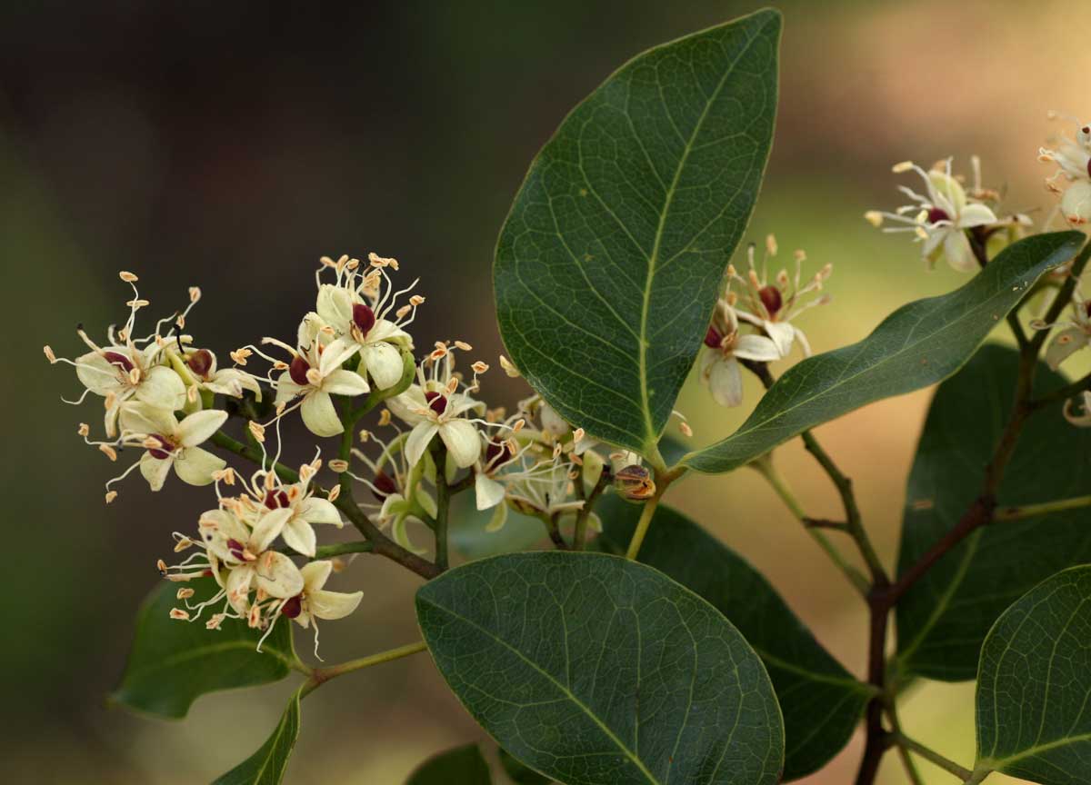 Guibourtia coleosperma
