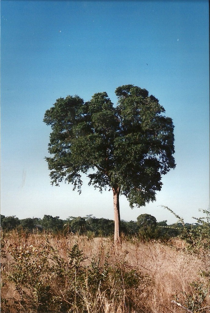 Guibourtia coleosperma