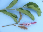 Cryptosepalum maraviense