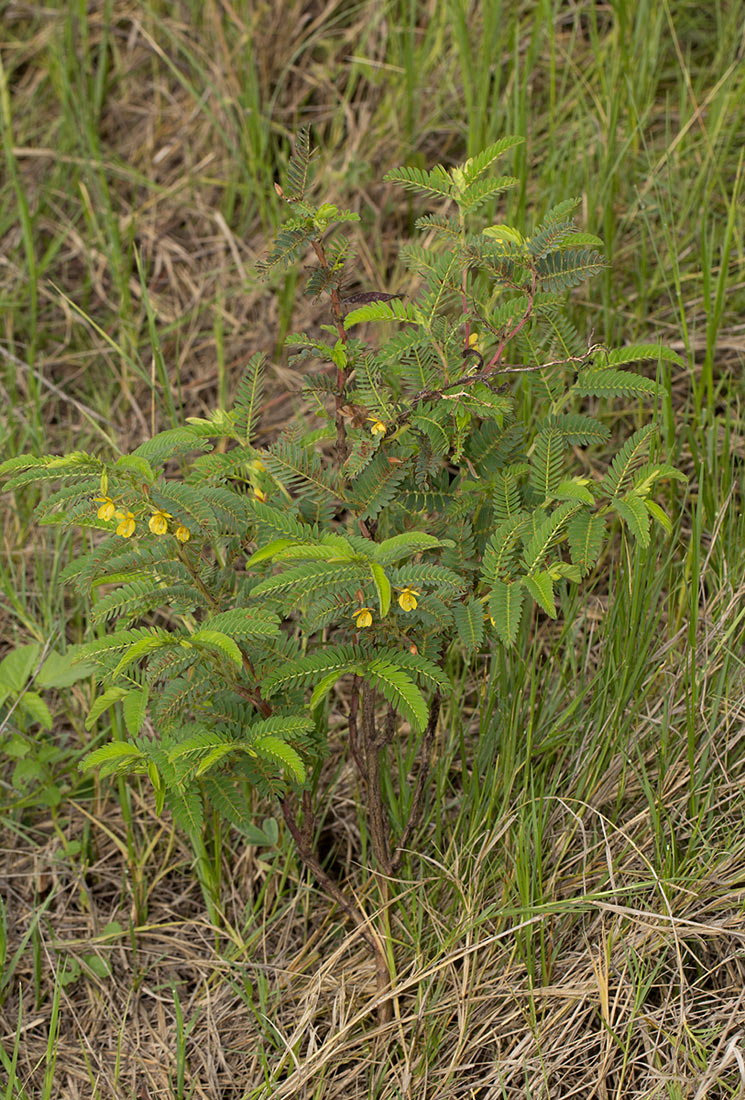 Chamaecrista falcinella var. parviflora