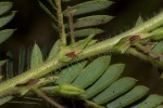 Chamaecrista falcinella var. parviflora