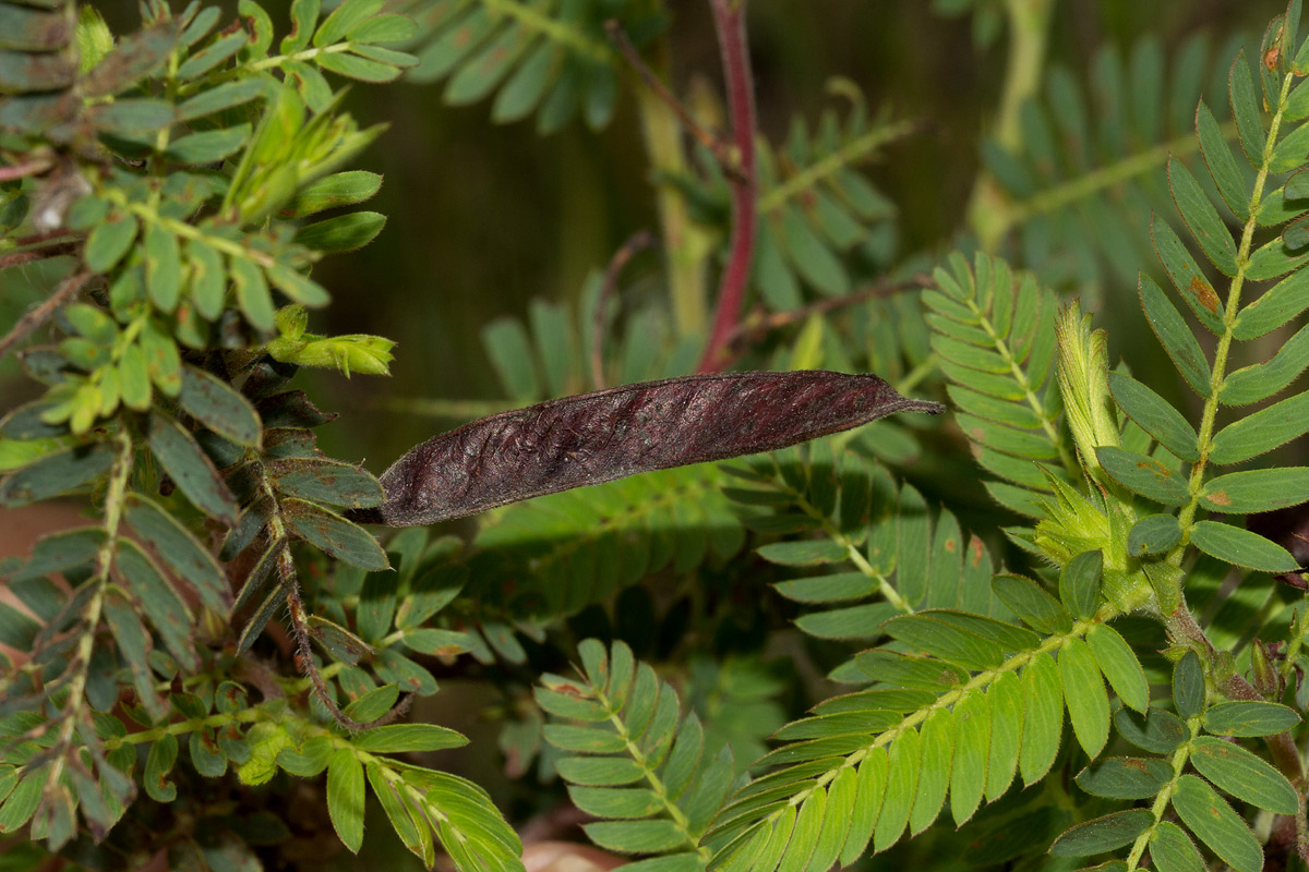 Chamaecrista falcinella var. parviflora