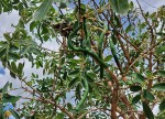 Bobgunnia madagascariensis