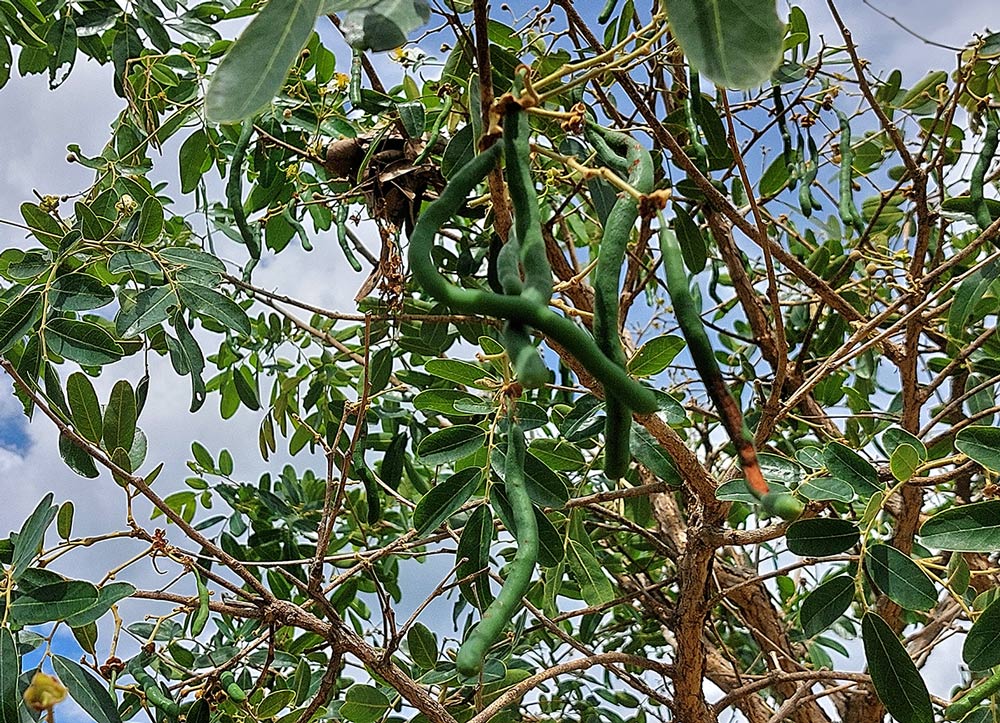 Bobgunnia madagascariensis
