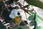 Bobgunnia madagascariensis