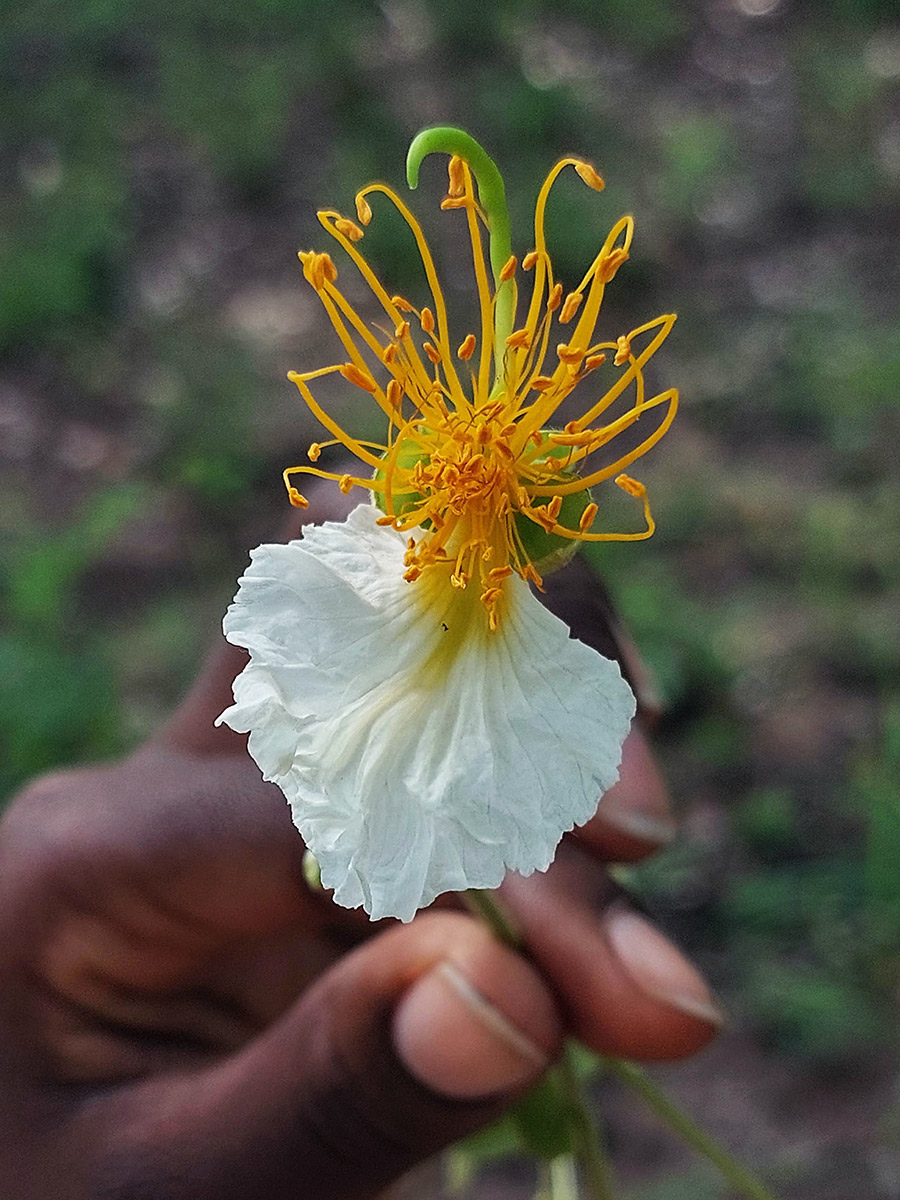 Bobgunnia madagascariensis