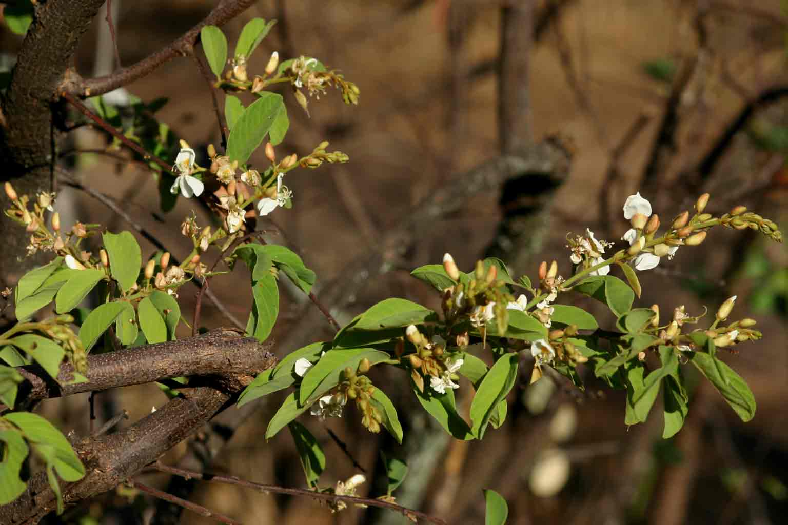 Baphia massaiensis subsp. obovata var. obovata