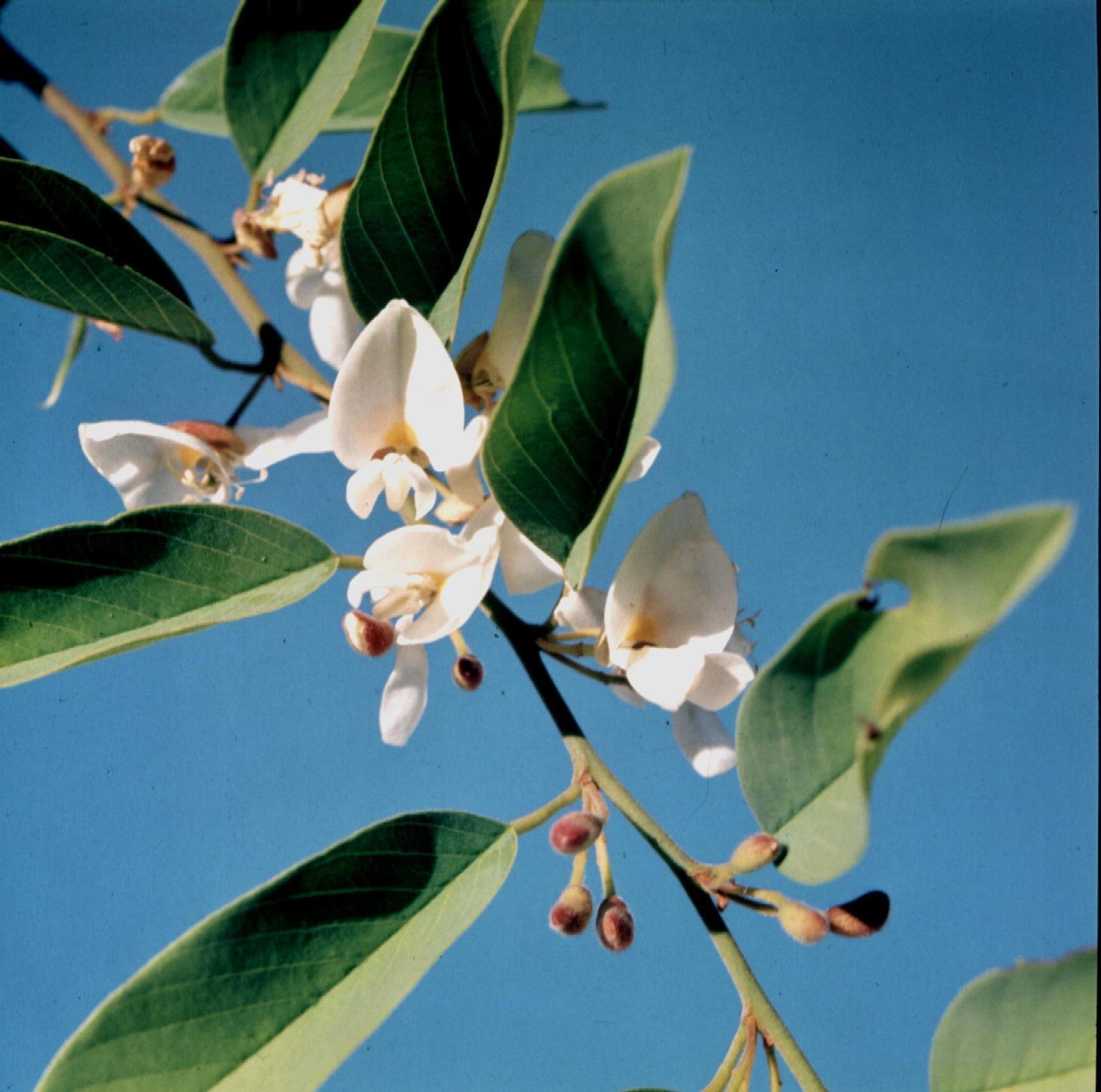 Baphia massaiensis subsp. obovata var. obovata