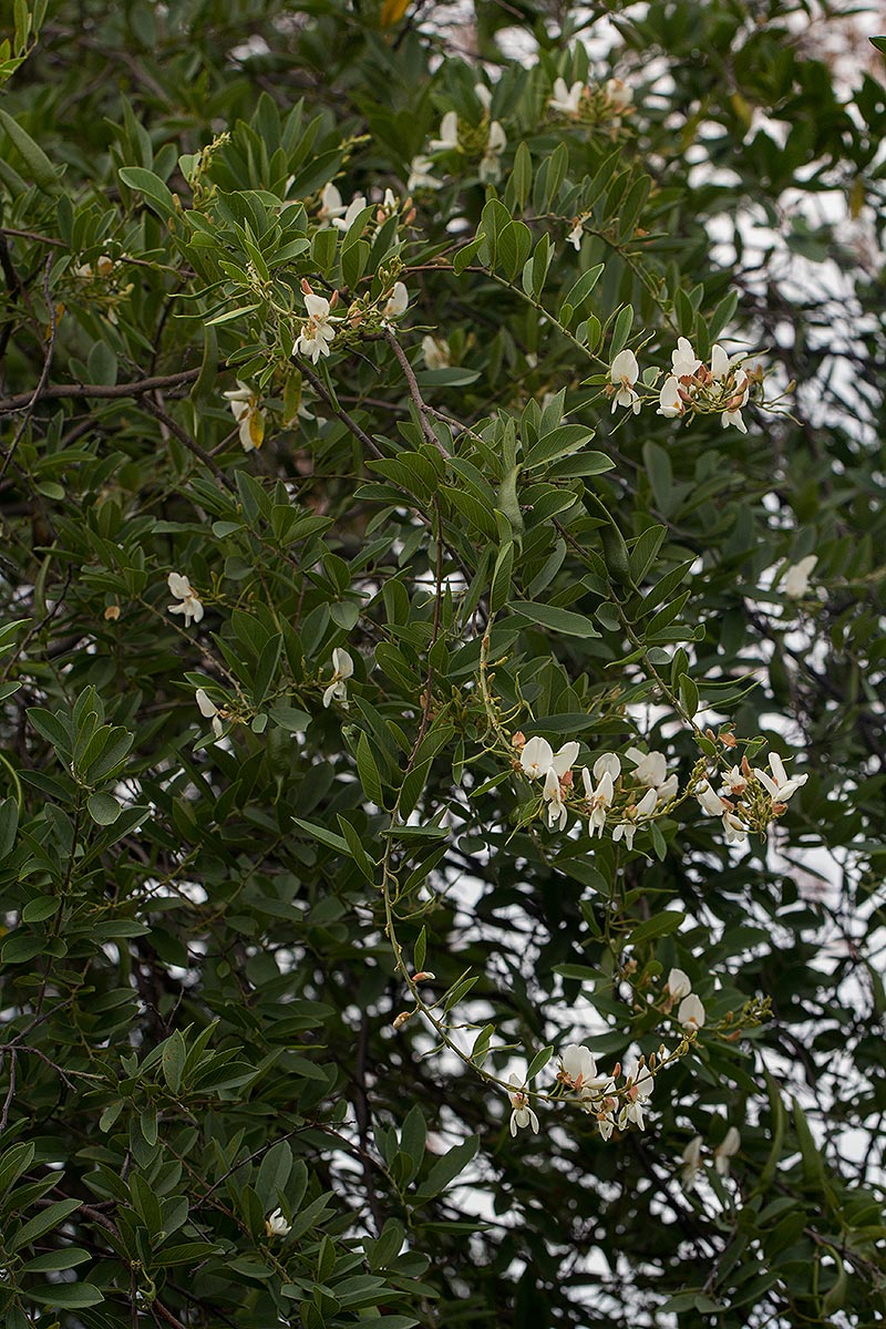 Baphia massaiensis subsp. obovata var. obovata Baphia massaiensis subsp. obovata var. obovata