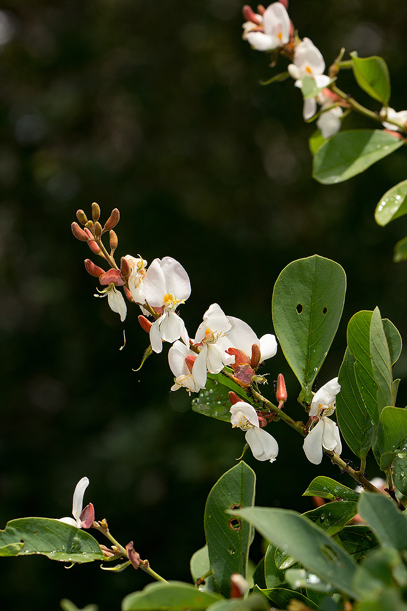 Baphia massaiensis subsp. obovata var. obovata Baphia massaiensis subsp. obovata var. obovata