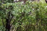 Baphia massaiensis subsp. obovata var. obovata