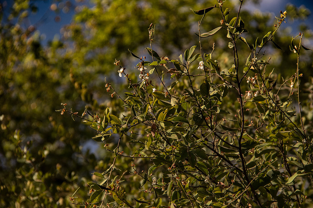 Baphia massaiensis subsp. obovata var. obovata Baphia massaiensis subsp. obovata var. obovata