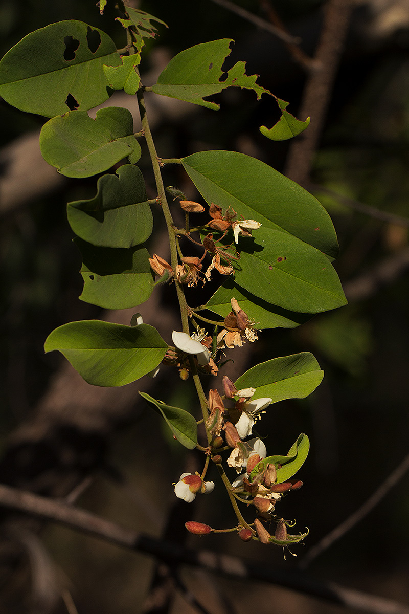Baphia massaiensis subsp. obovata var. obovata Baphia massaiensis subsp. obovata var. obovata