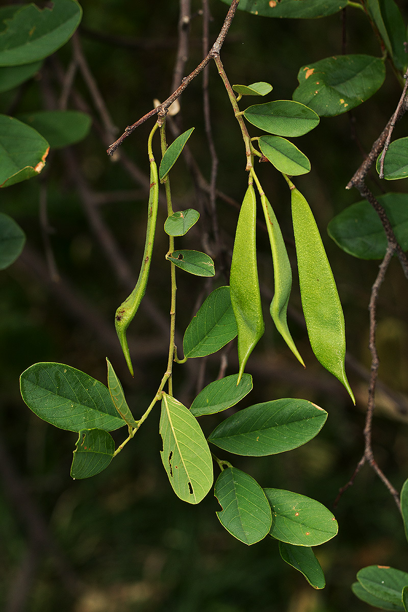 Baphia massaiensis subsp. obovata var. obovata Baphia massaiensis subsp. obovata var. obovata