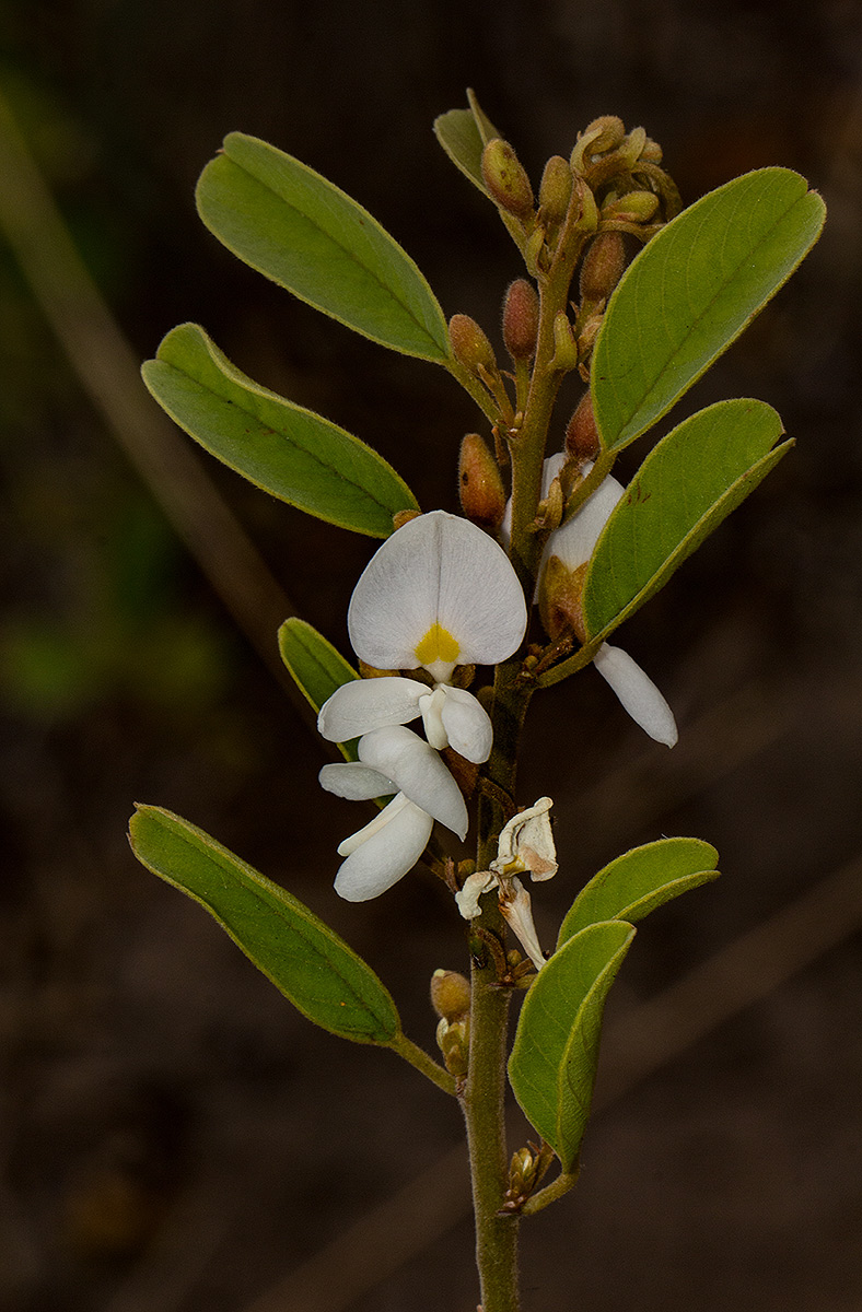 Baphia massaiensis subsp. obovata var. obovata Baphia massaiensis subsp. obovata var. obovata