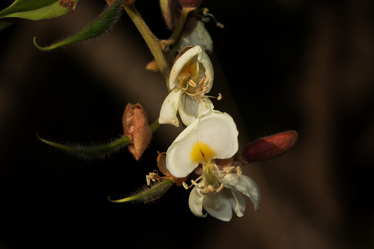 Baphia massaiensis subsp. obovata var. obovata