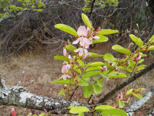 Baphia massaiensis subsp. obovata var. obovata Baphia massaiensis subsp. obovata var. obovata