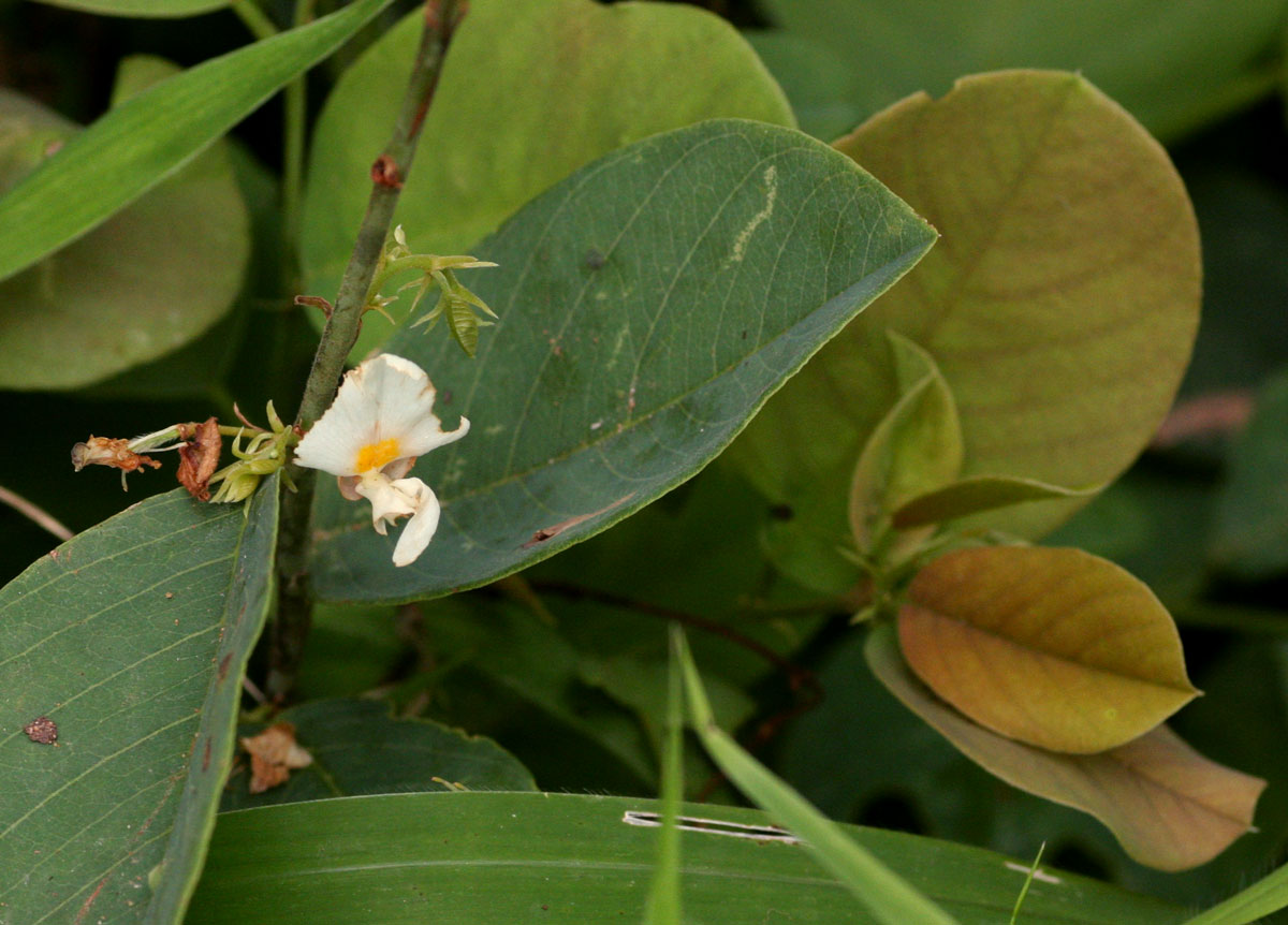 Baphia massaiensis subsp. obovata var. obovata Baphia massaiensis subsp. obovata var. obovata