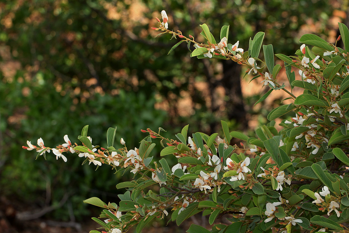 Baphia massaiensis subsp. obovata var. obovata Baphia massaiensis subsp. obovata var. obovata