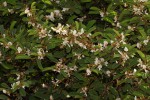 Baphia massaiensis subsp. obovata var. obovata