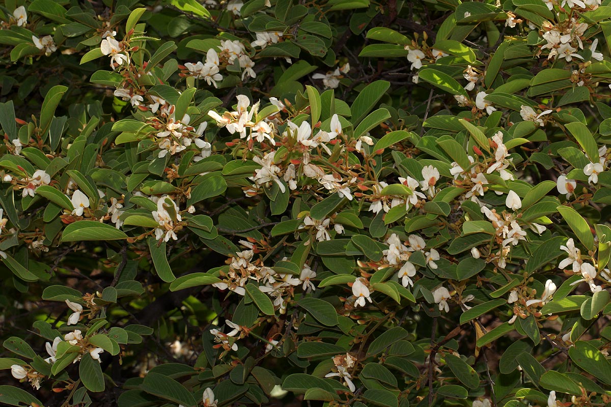 Baphia massaiensis subsp. obovata var. obovata Baphia massaiensis subsp. obovata var. obovata