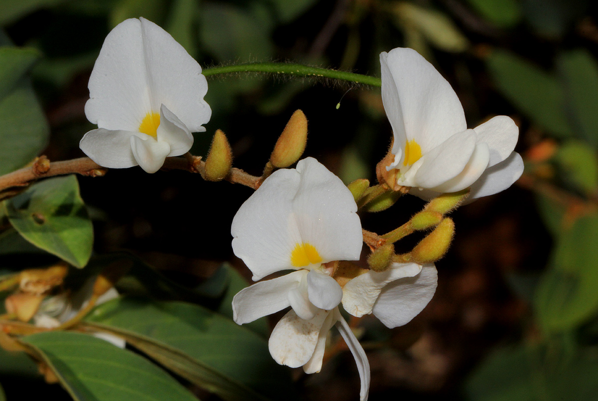 Baphia massaiensis subsp. obovata var. obovata Baphia massaiensis subsp. obovata var. obovata
