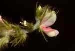 Indigofera astragalina