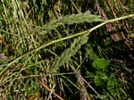 Indigofera astragalina