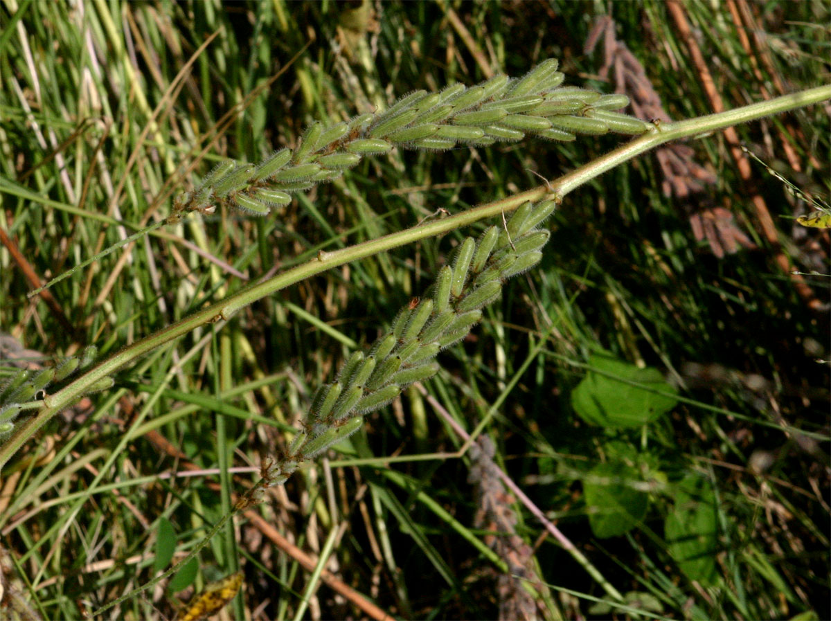 Indigofera astragalina