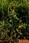 Indigofera astragalina
