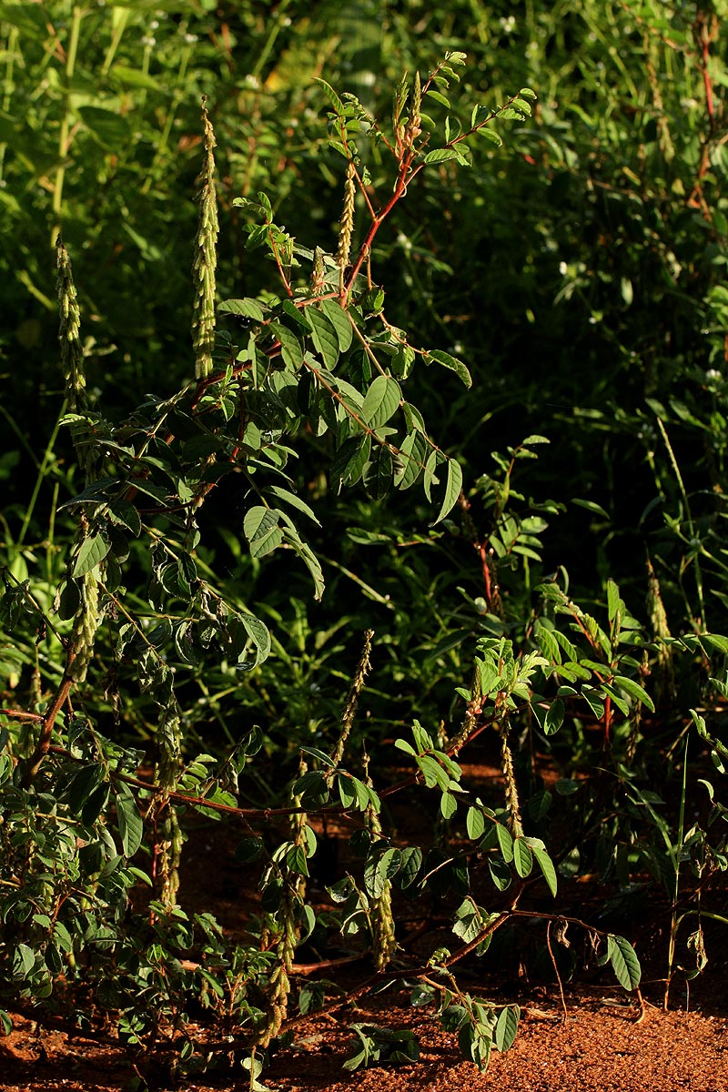 Indigofera astragalina
