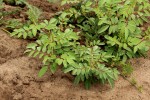 Indigofera astragalina