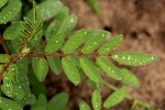 Indigofera astragalina