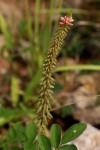 Indigofera astragalina
