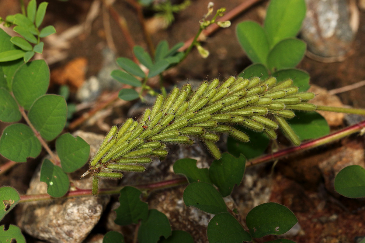 Indigofera astragalina