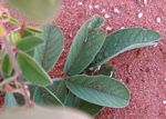 Indigofera astragalina