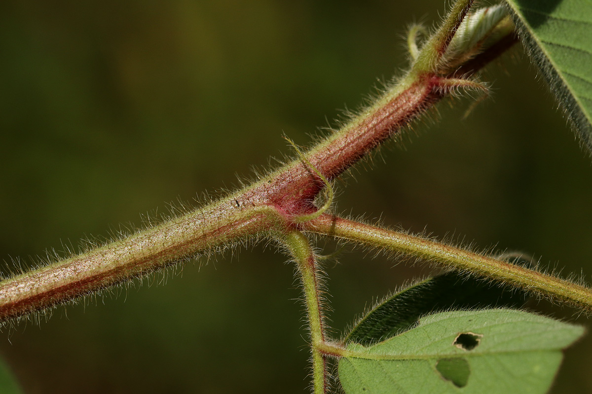 Indigofera astragalina