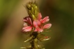 Indigofera astragalina