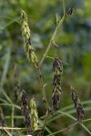 Indigofera astragalina