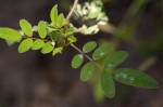Indigofera astragalina